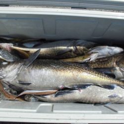 大進丸(新潟) 釣果