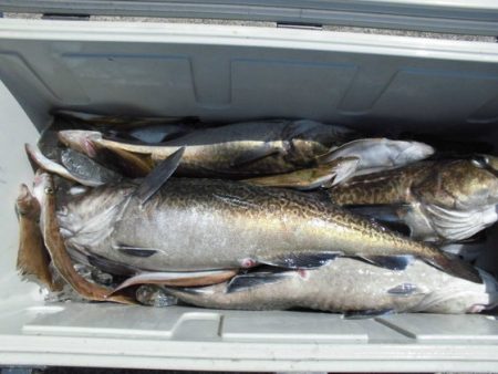 大進丸(新潟) 釣果