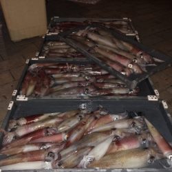 幸風（さちかぜ） 釣果