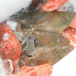 こうゆう丸 釣果