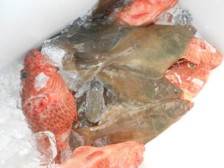 こうゆう丸 釣果