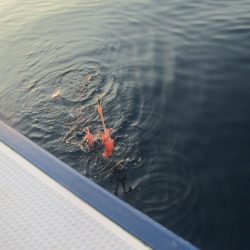 ジギング船 BLUEWATER 釣果