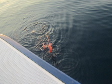 ジギング船 BLUEWATER 釣果