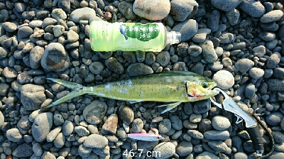 シイラのジャンプ！