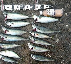 サバが沢山釣れました❗