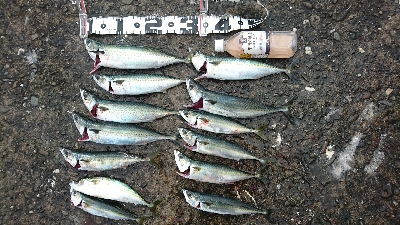 サバが沢山釣れました❗