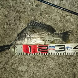 暑いので夜釣り❗してきました❗でもかなり汗だくですが❗