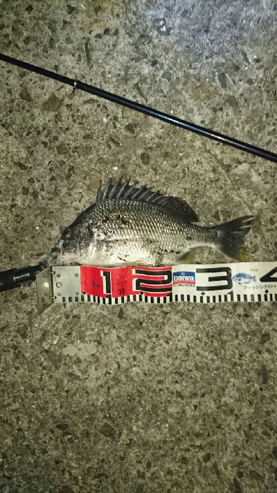 暑いので夜釣り❗してきました❗でもかなり汗だくですが❗