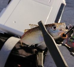 ダウンショットアジング