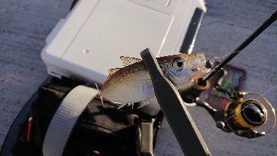 ダウンショットアジング