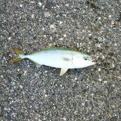 初めての青物狙い