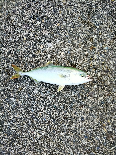 初めての青物狙い