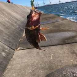 神戸MIDワインド