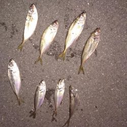 豆アジに癒される