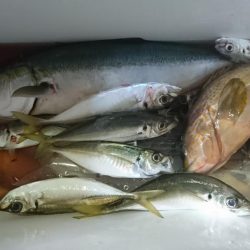 ウミックさんの筏。泳がせでハマチとアコウなど