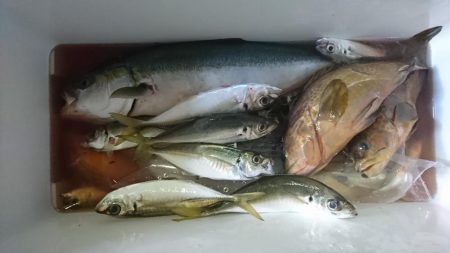 ウミックさんの筏。泳がせでハマチとアコウなど