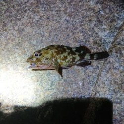 エギング→ガシリング