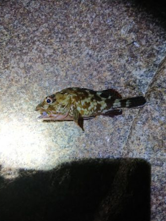 エギング→ガシリング