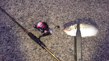 花火大会からのアジング♪