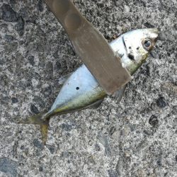 ロックフィッシュ