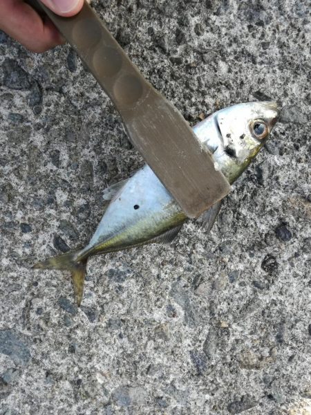 ロックフィッシュ