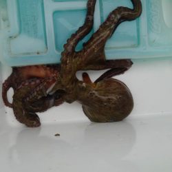 台風前に釣りたくて