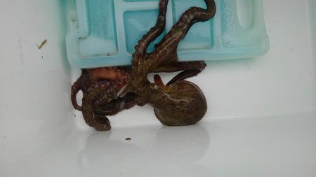 台風前に釣りたくて