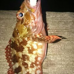 ロックフィッシュゲーム