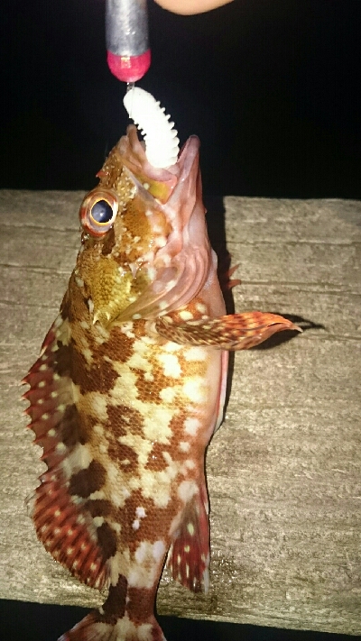 ロックフィッシュゲーム