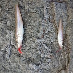 久しぶりの釣り