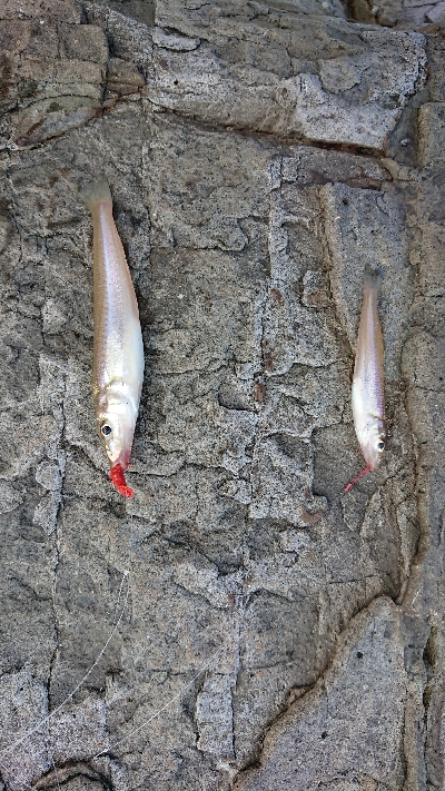 久しぶりの釣り