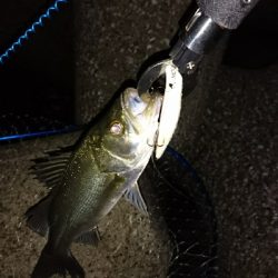 花見川チーバス