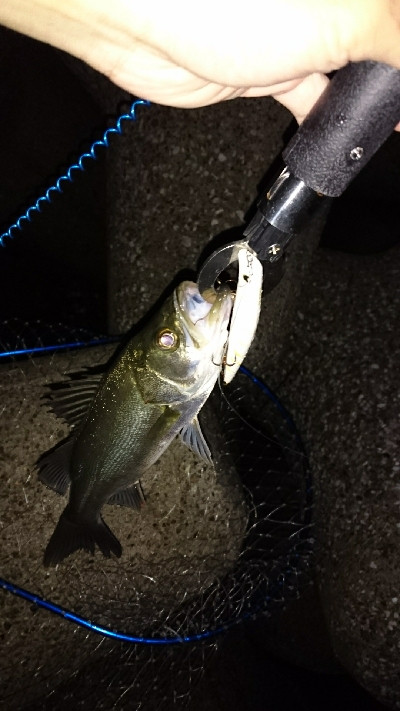 花見川チーバス