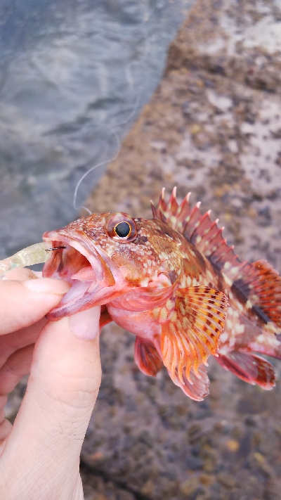 ストレス発散野島沖堤防！