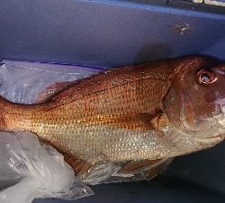 まさかの・・・