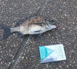 仕事を途中で切り上げヘチ