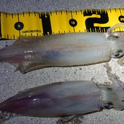 ケンサキエギング