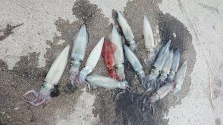 ケンサキエギング