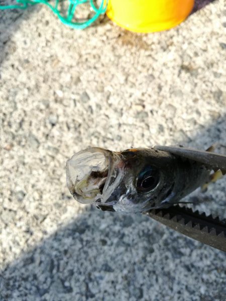 ロックフィッシュ