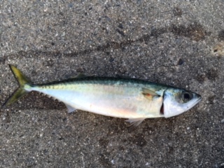 ショアジギング