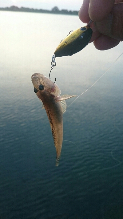 仕事帰りにハゼクラ