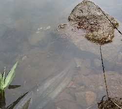 フロッグのナマズ