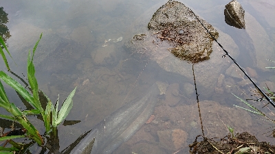 フロッグのナマズ