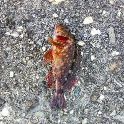 初めての青物狙い