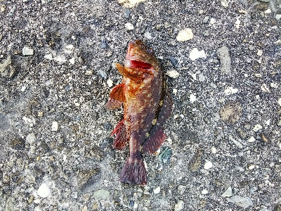 初めての青物狙い