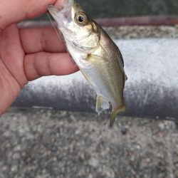 夕まづめ粘るも…