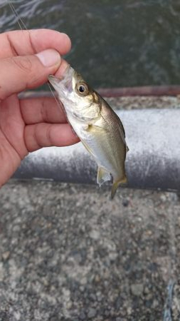 夕まづめ粘るも…