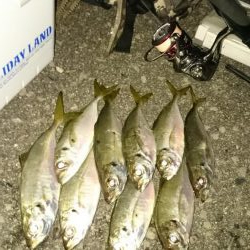 楽しい~アジング