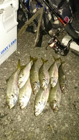 楽しい~アジング