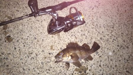 ライトゲーム帰れま10…0!?